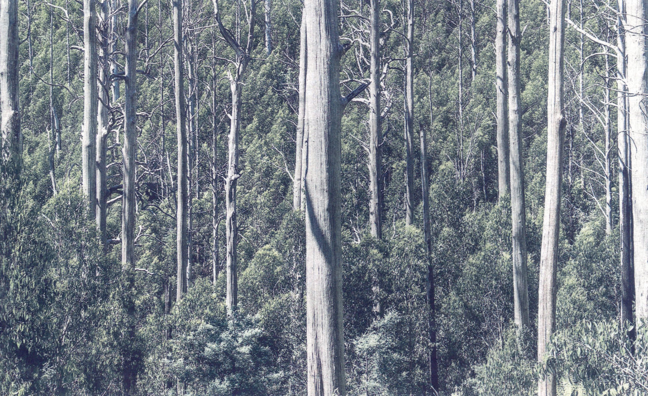 A forest of tall thin trees