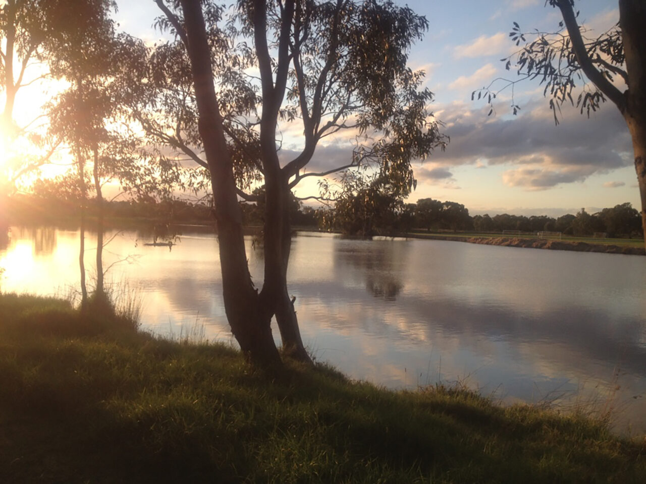 a tree on a river at dusk